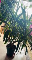 Yucca Indoor Palme Palmlilie Pflanze grün ca. 1,40m Hessen - Maintal Vorschau