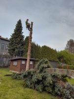 Gärtner Gartenarbeit Baumfällung Heckenschnitt Essen - Essen-West Vorschau