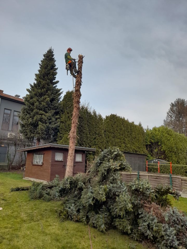 Gärtner Gartenarbeit Baumfällung Heckenschnitt in Essen