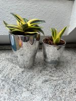 Sansevieria trifasciata 'Golden Hahnii' im Topf Nordrhein-Westfalen - Dinslaken Vorschau