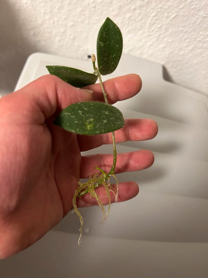 Hoya thomsonii in Böblingen