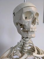 Skelett (Studium Medizin / Anatomie / Physiotherapie) Münster (Westfalen) - Berg Fidel Vorschau