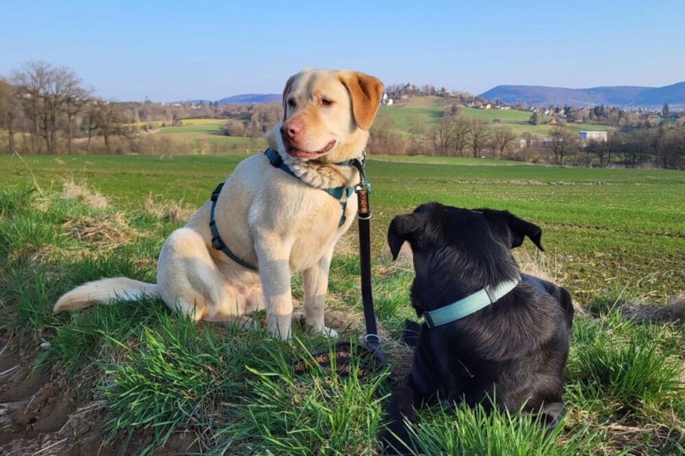 Leonell, Labrador, 6 Jahre, männlich, Tierhilfe Franken e.V. in Lauf a.d. Pegnitz