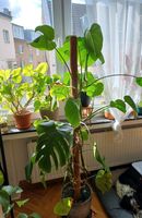 Wunderschöne Monstera abzugeben Köln - Zollstock Vorschau