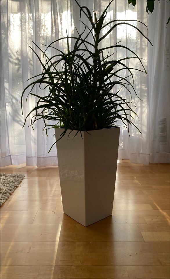 Zimmerpflanze, Kakteen, Aloe Vera, inklusiv weißem Übertopf in Bühl