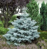 Ediths Blaufichte 50-60cm - Picea pungens Niedersachsen - Bad Zwischenahn Vorschau