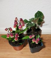 Kalanchoe Sukkulente peperomia Falten Zimmer Pflanze Ableger Topf Leipzig - Leipzig, Zentrum-Ost Vorschau