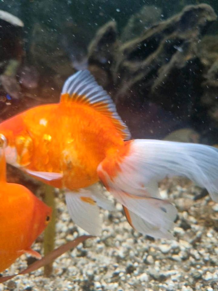 Oranda Goldfish - Schleierschwanz in Schongau