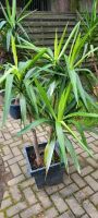 Yucca Pflanze Nordrhein-Westfalen - Nümbrecht Vorschau