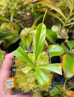 Nepenthes Ventrata Variagata / Rare / Kannenpflanze Nordrhein-Westfalen - Gütersloh Vorschau