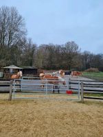 Pensionsbox Pony Stall Weide Nordrhein-Westfalen - Werne Vorschau