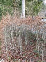 Buchen, Baum, Heckenpflanzen, Buchenhecke, H ca. 2 - 3 m Nordrhein-Westfalen - Simmerath Vorschau