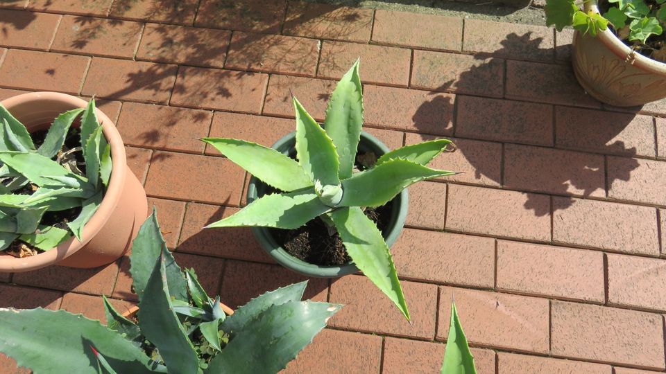 Agave Kaktus mit Topf in Wildeshausen