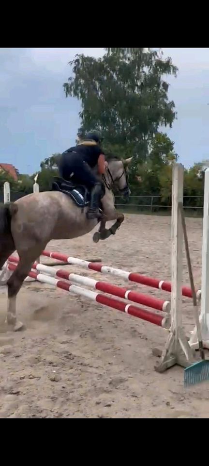 Reitbeteiligung / Pferd sucht Reiter in Luckau