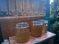 Bienen Honig aus unseren Hobbyimkerei, naturbelassen. Niedersachsen - Wolfsburg Vorschau