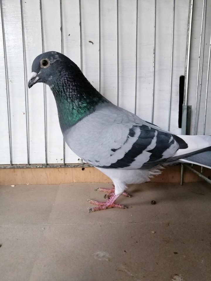 Verkaufe einen schönen Vogel von Karl Heiz Koch. in Münchenbernsdorf