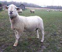 Schöner Deckbock, Zuchtbock, Schafbock Nolana zu verkaufen Nordrhein-Westfalen - Gladbeck Vorschau