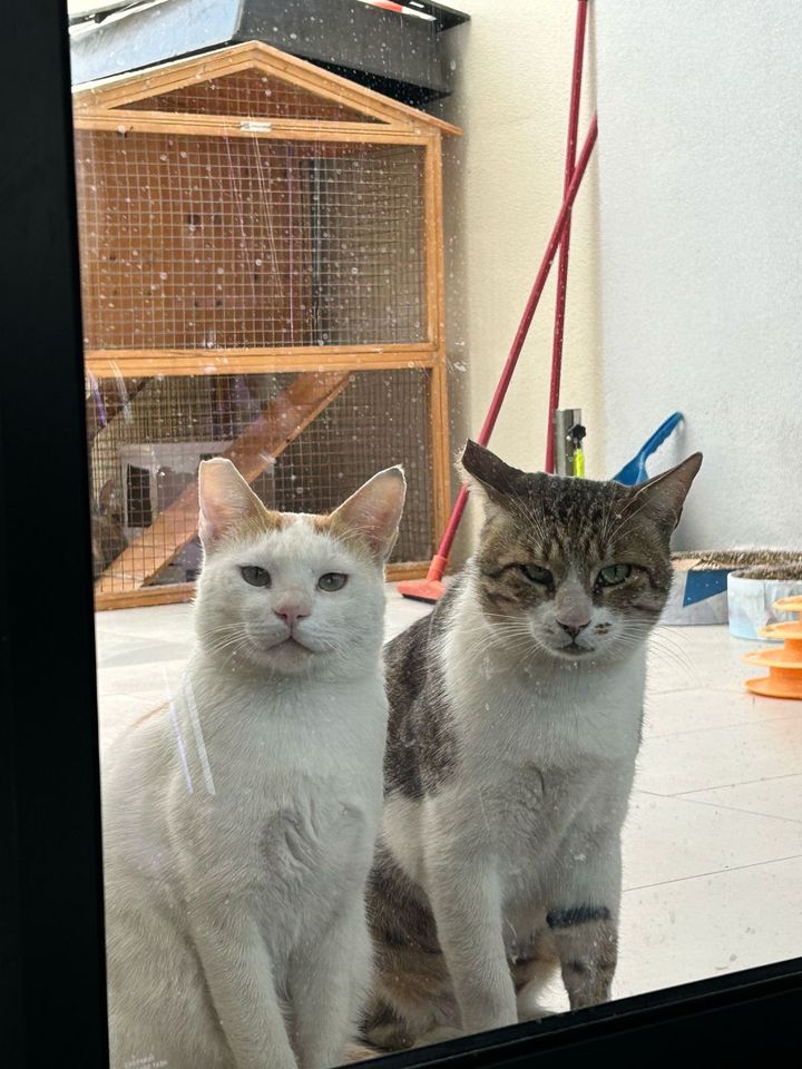 Statler und Waldorf oder einfach Bobby und Karim in Darmstadt