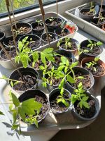 Tomatenpflanzen je 0,50 Euro Brandenburg - Frankfurt (Oder) Vorschau