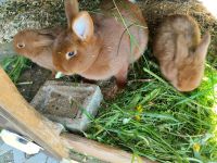 Junge Neuseeländer Hasen Hase Kaninchen Bayern - Jandelsbrunn Vorschau