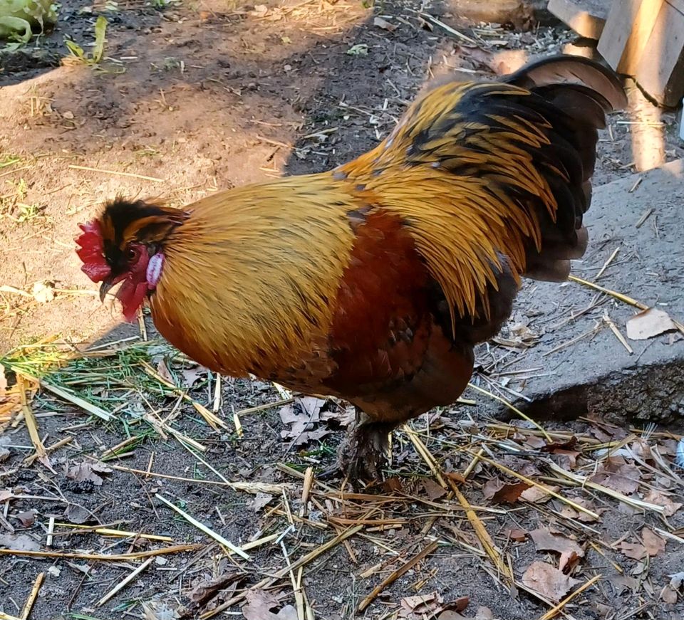 Zwerghahn abzugeben in Cottbus