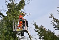 Baumpflege Nordrhein-Westfalen - Enger Vorschau