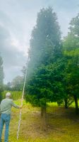 Thuja occ. Brabant-Lebensbaum 500 cm bis 10 m in Baumschulqualitä Nordrhein-Westfalen - Velbert Vorschau