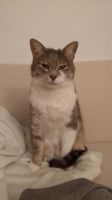 Katze grau-weiß vermisst Bayern - Memmingen Vorschau