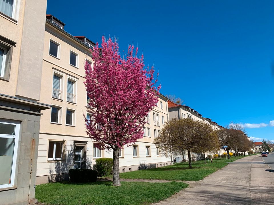 Wohnzimmer mit Eckausblick, großzügige Singlewohnung im Erdgeschoss in Calbe (Saale)