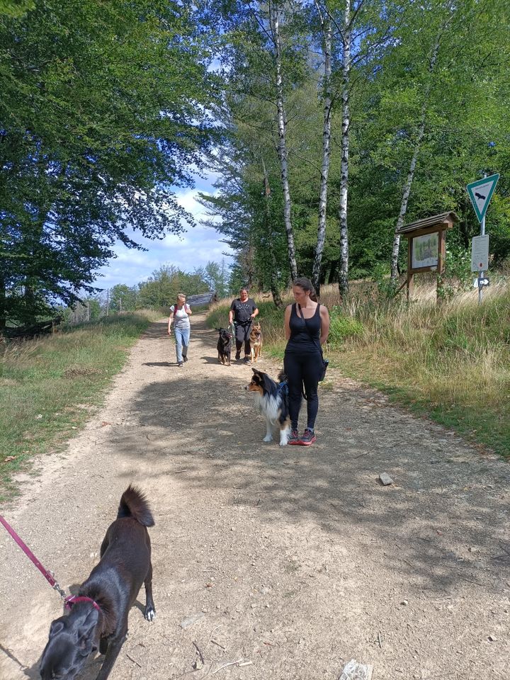 Dogwalk Hunde Lernspaziergang in Reichshof