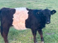 Belted Galloway Absetzer Nordrhein-Westfalen - Nordkirchen Vorschau