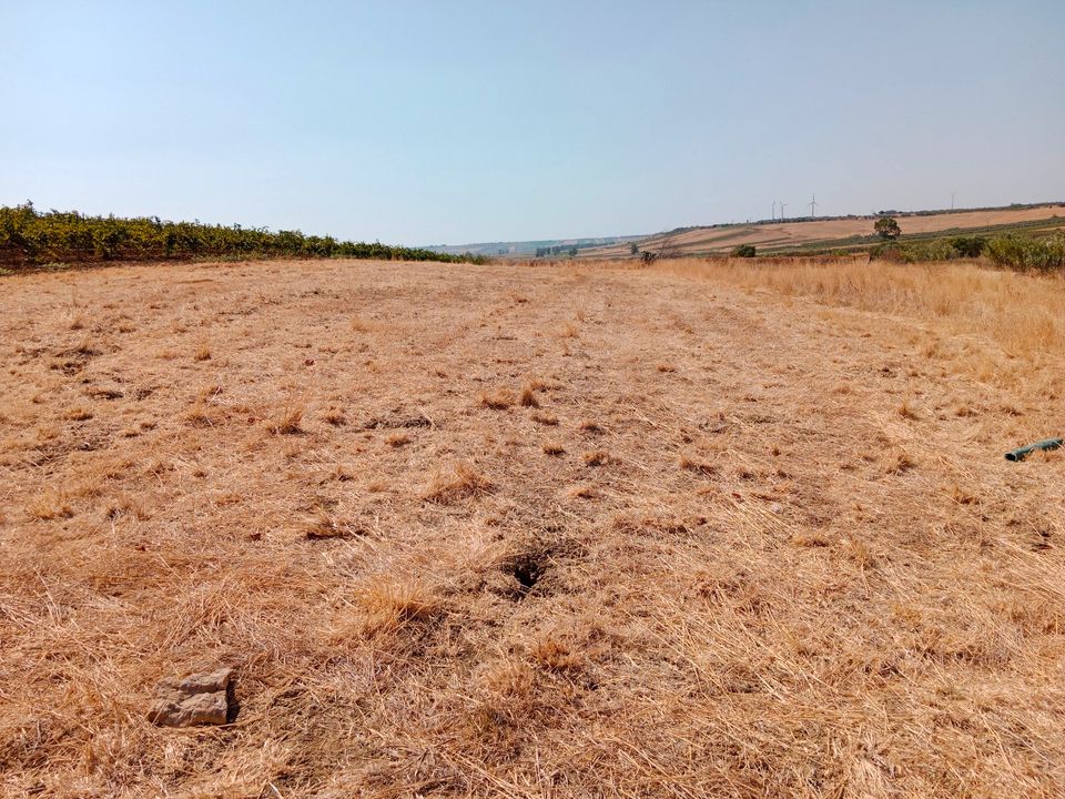 Erweiterbarer Olivenhain in Mazara del Vallo / Sizilien in Wangen im Allgäu