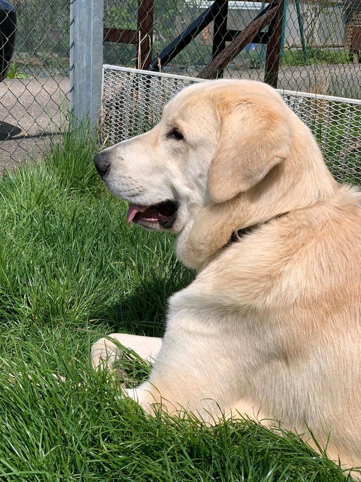 GANDALF Hirtenhund Rüde Tierschutz Hund in Bretten