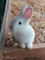 Mini Kaninchen 3 Monate alt Köln - Ehrenfeld Vorschau