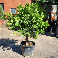 Orangenbaum Citrus Sinensis (Nr. 7) 25cm Stammumfang 160cm hoch Nordrhein-Westfalen - Oberhausen Vorschau