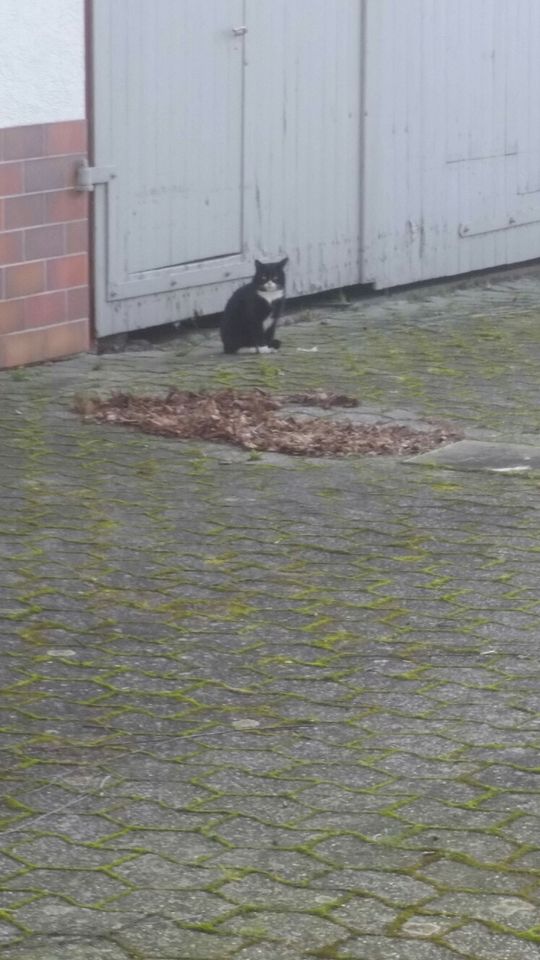 Wer kennt oder vermisst diese Katze/Kater? in Elbtal