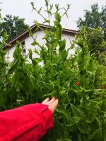 Wegwarte aus Biogarten,Bienen, Heilpflanzen, zichorie Rheinland-Pfalz - Böhl-Iggelheim Vorschau