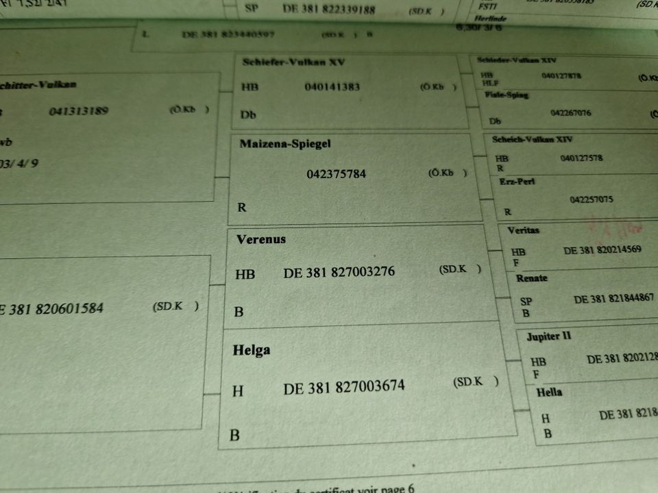 Süddeutsche Kaltblut in Bovenden