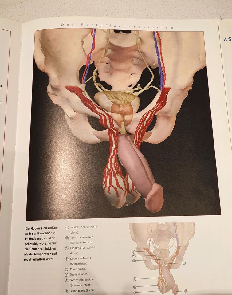 Anatomie-Atlas, 3D in Olching