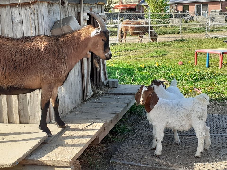 Kindergeburtstag im Reitstall ! Ponyreiten , Ausreiten, Party in Rümpel