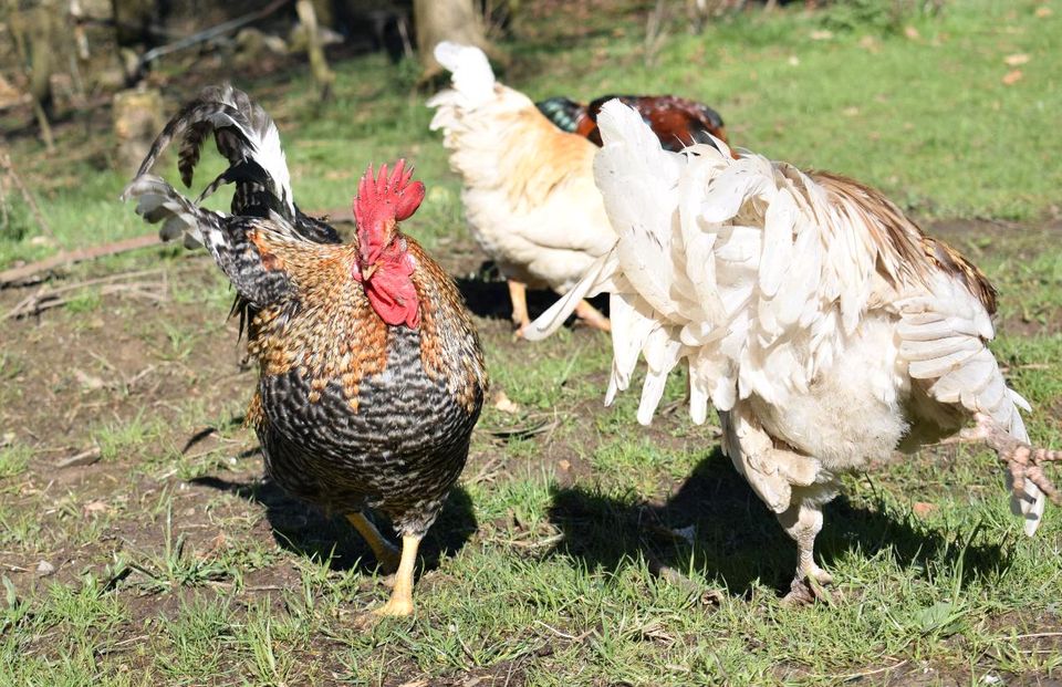 Tierschutz-Hähne suchen ein Zuhause ♥️ in Leichlingen