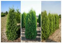 Thuja Malonyana - Lebensbaum, winterhart, Heckenpflanzen, Nordrhein-Westfalen - Willich Vorschau