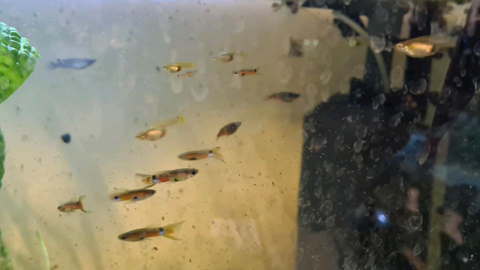 Poecilia obscura - Oropuche Guppy in Leutenbach