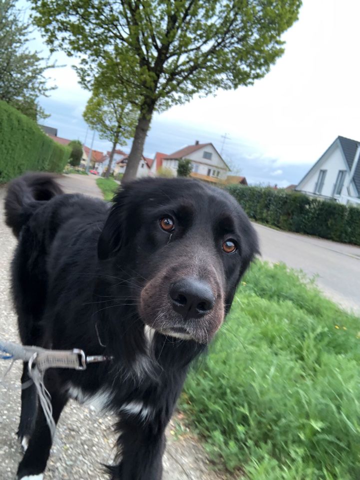 Hund Mischling Rüde in Alfdorf