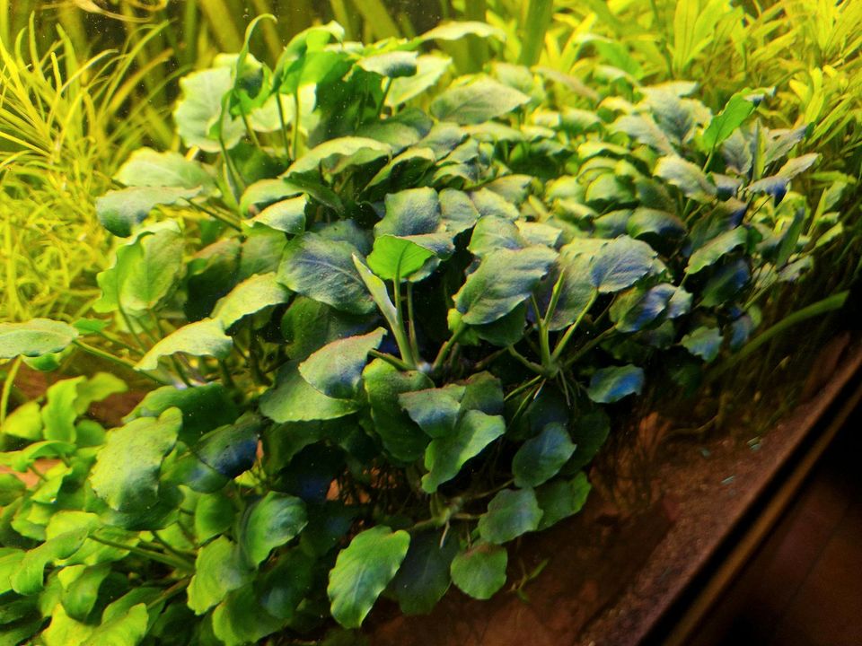 Aquariumpflanze Anubias Barteri var. Nana large in Allagen