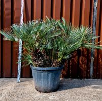 Chamaerops humilis Cerifera Nr 13 blaue zwergpalme Nordrhein-Westfalen - Delbrück Vorschau