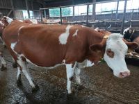 Fleckvieh Jungkuh/Milchkuh Baden-Württemberg - Oberrot Vorschau