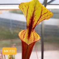 Sarracenia flava rubricorpora MK F20 Karnivore Schlauchpflanze Saarland - Sulzbach (Saar) Vorschau