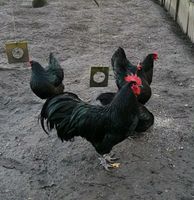 Australorp  Hahn /Hähne 2023 Nordfriesland - Viöl Vorschau