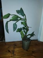 Philodendron hastatum silber sword Zimmerpflanze Nordrhein-Westfalen - Herne Vorschau